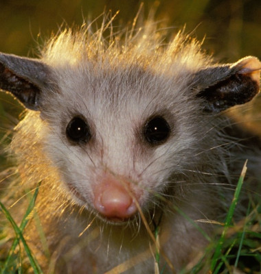 Young baby opossum in halo of late afternoon light standing in grass of lawn, Missouri USA