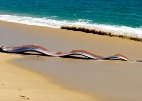 Doi misterioşi „peşti ai apocalipsei”, descoperiţi de turişti pe o plajă din Mexic / Foto: Captură video