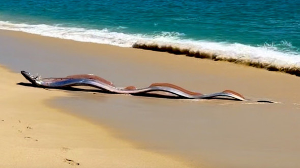 Un semn rău? Doi misterioşi „peşti ai apocalipsei”, descoperiţi de turişti pe o plajă din Mexic