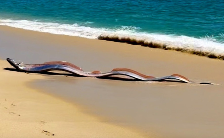 Doi misterio&scedil;i &bdquo;pe&scedil;ti ai apocalipsei&rdquo;&comma; descoperi&tcedil;i de turi&scedil;ti pe o plaj&abreve; din Mexic&nbsp;&sol; Foto&colon; Captur&abreve; video