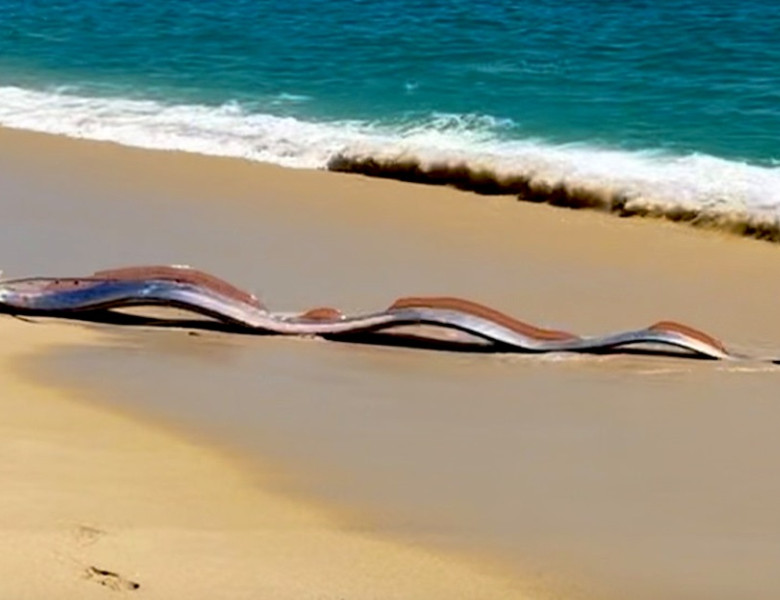 Doi misterioşi „peşti ai apocalipsei”, descoperiţi de turişti pe o plajă din Mexic / Foto: Captură video