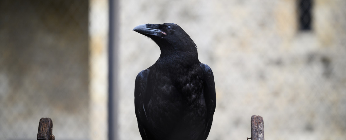 Tower of London Re-opens To The Public