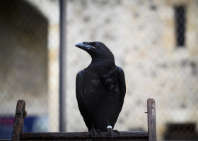 Tower of London Re-opens To The Public