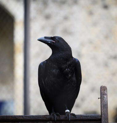 Tower of London Re-opens To The Public