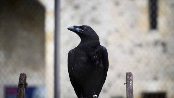 Corbii sunt mai inteligenţi decât se credea. „Ei stăpânesc cunoştinţe mult mai vaste decât știam noi că este posibil”