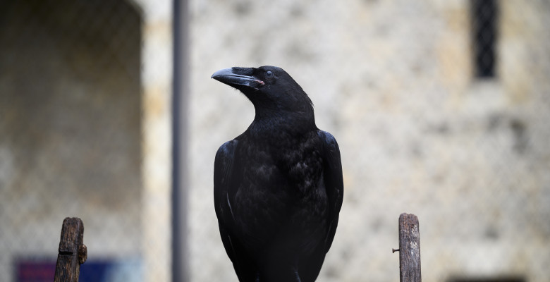Tower of London Re-opens To The Public