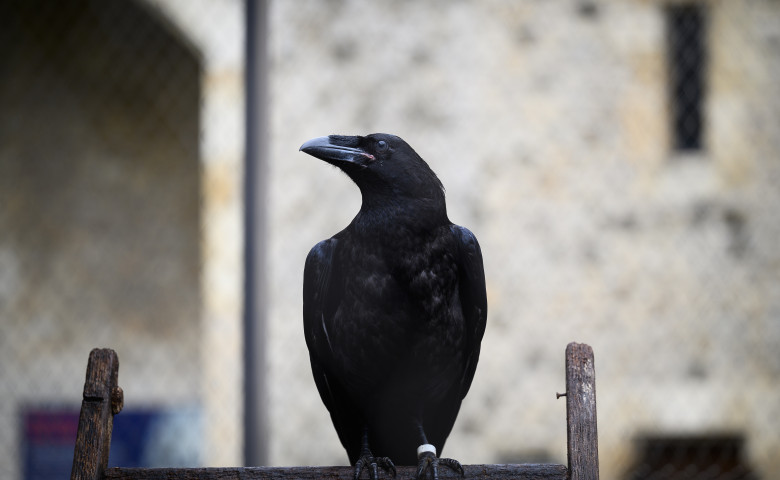 Tower of London Re-opens To The Public
