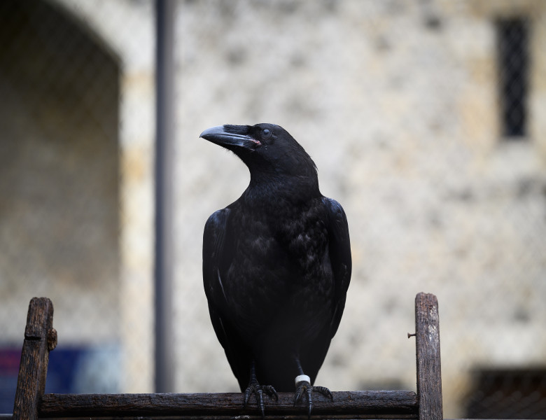 Tower of London Re-opens To The Public