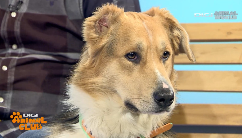 Digi Animal Club Fizioterapie Dr Mocanu 4