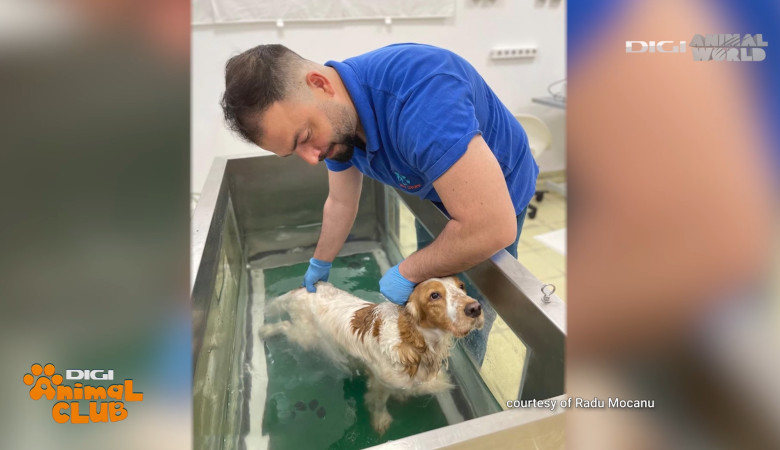 Digi Animal Club Fizioterapie Dr Mocanu 3