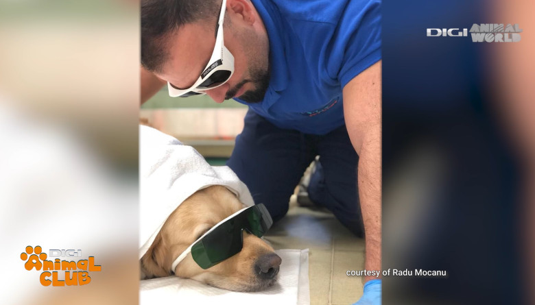 Digi Animal Club Fizioterapie Dr Mocanu 5