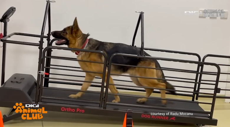 Digi Animal Club Fizioterapie Dr Mocanu 6