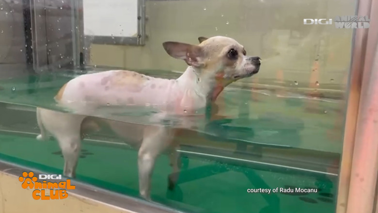 Digi Animal Club Fizioterapie Dr Mocanu 9