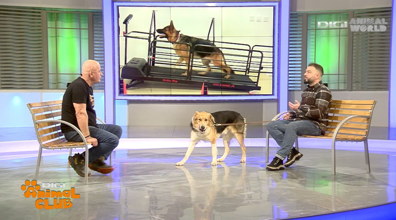 Digi Animal Club Fizioterapie Dr Mocanu 11