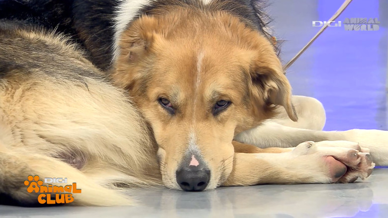 Digi Animal Club Fizioterapie Dr Mocanu 13