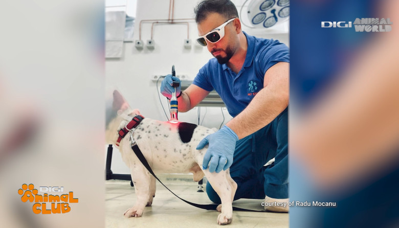 Digi Animal Club Fizioterapie Dr Mocanu 15