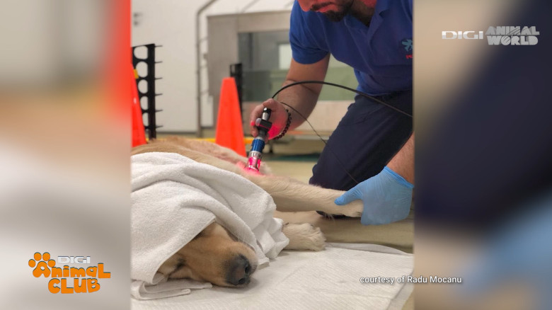 Digi Animal Club Fizioterapie Dr Mocanu 17