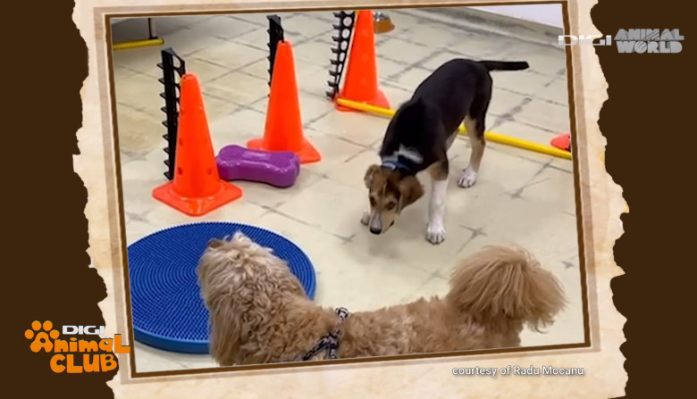 Digi Animal Club Fizioterapie Dr Mocanu 18