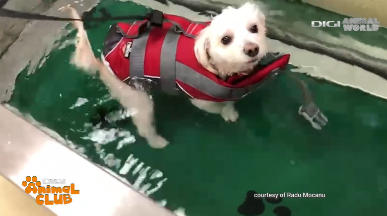 Digi Animal Club Fizioterapie Dr Mocanu 19