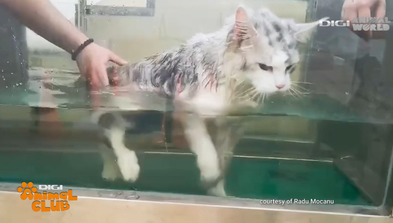 Digi Animal Club Fizioterapie Dr Mocanu 20