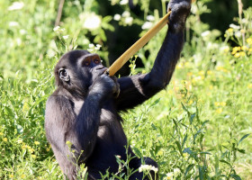 EXCLUSIVE: Endangered gorillas move into UK’s first ‘wild woodland’ habitat