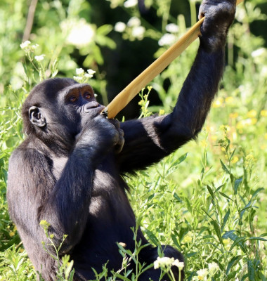 EXCLUSIVE: Endangered gorillas move into UK’s first ‘wild woodland’ habitat