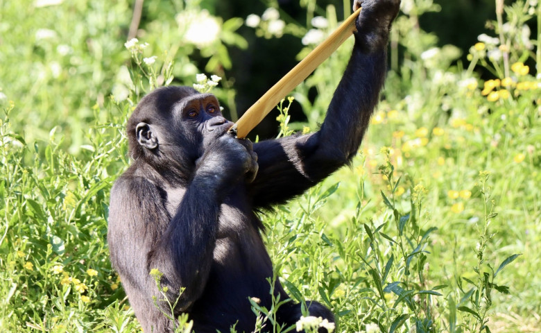 EXCLUSIVE&colon; Endangered gorillas move into UK&rsquo;s first &OpenCurlyQuote;wild woodland&rsquo; habitat