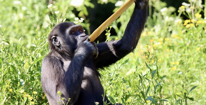 EXCLUSIVE: Endangered gorillas move into UK’s first ‘wild woodland’ habitat