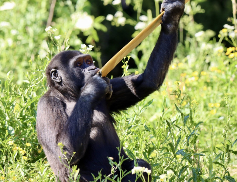 EXCLUSIVE: Endangered gorillas move into UK’s first ‘wild woodland’ habitat