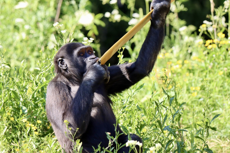 EXCLUSIVE: Endangered gorillas move into UK’s first ‘wild woodland’ habitat