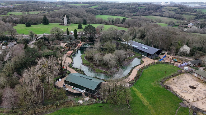 EXCLUSIVE: Endangered gorillas move into UK’s first ‘wild woodland’ habitat