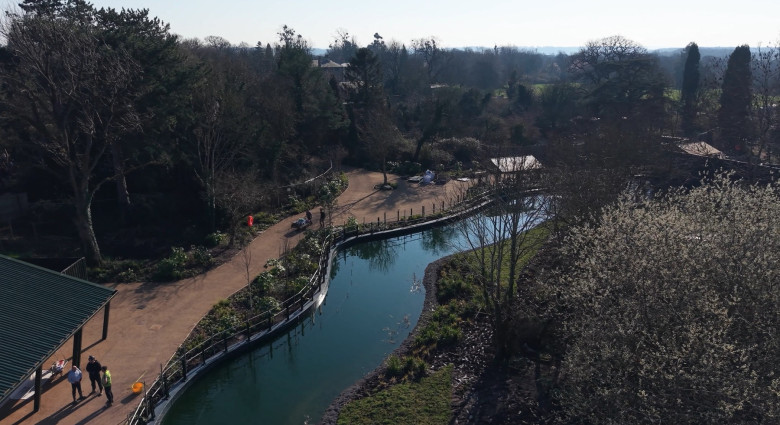 EXCLUSIVE: Endangered gorillas move into UK’s first ‘wild woodland’ habitat