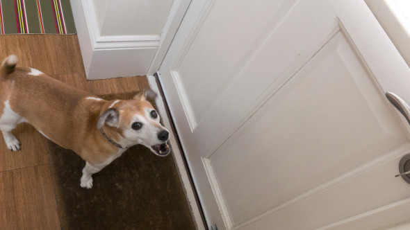 Greșeala pe care o fac toți stăpânii când sună soneria. Gestul tău poate agrava lătratul. Iată ce trebuie să faci corect