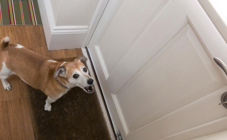 Greșeala pe care o fac toți st&abreve;p&acirc;nii c&acirc;nd sun&abreve; soneria&sol; Profimedia