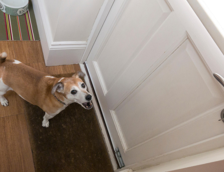 Greșeala pe care o fac toți stăpânii când sună soneria/ Profimedia