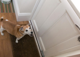 Greșeala pe care o fac toți stăpânii când sună soneria/ Profimedia