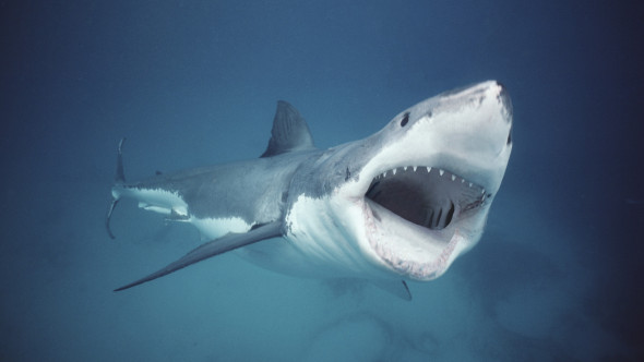 Pescar atacat de un rechin alb uriaș: „Piciorul meu era în gura lui”. Cum a reușit să scape