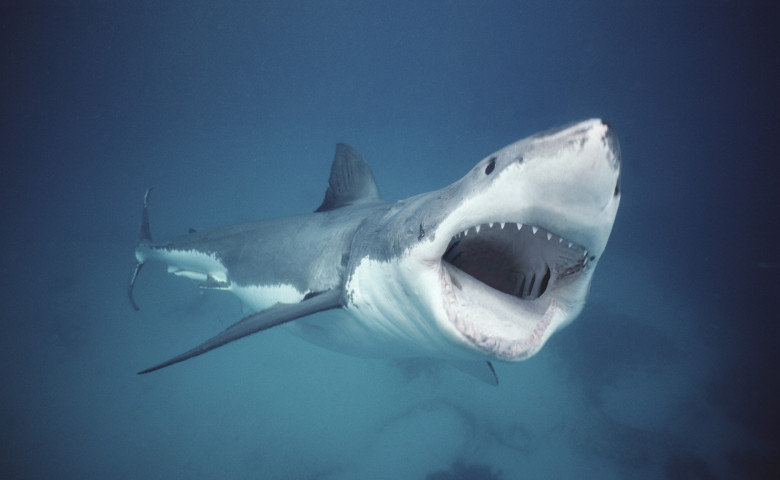 Rechin alb&sol; Profimedia