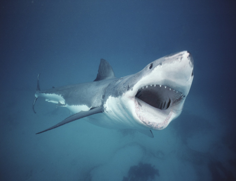 Rechin alb/ Profimedia