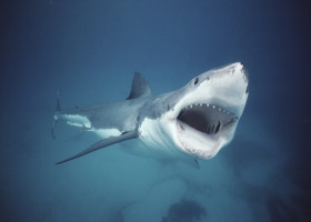 Rechin alb/ Profimedia