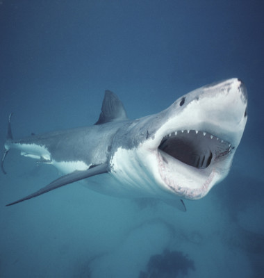 Rechin alb/ Profimedia