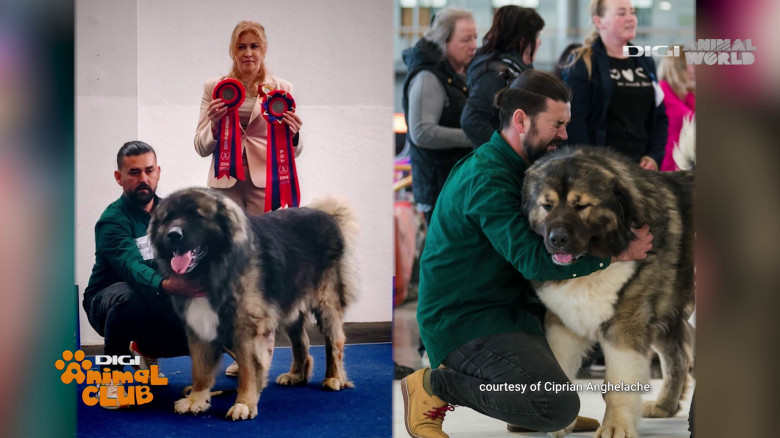 Digi Animal Club Caucazian Ciprian Anghelache 3