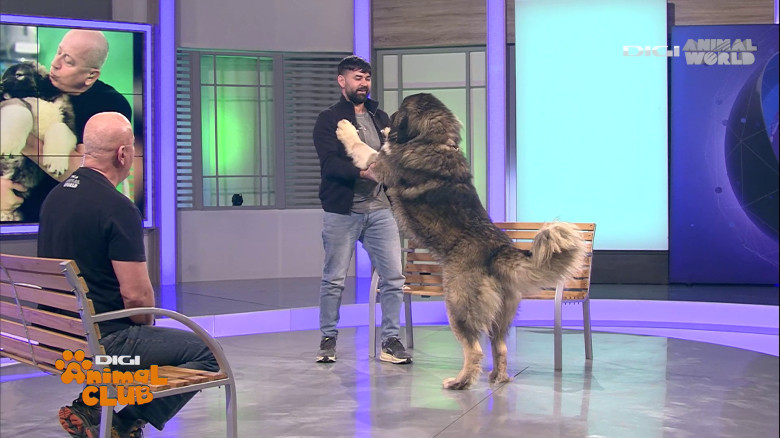 Digi Animal Club Caucazian Ciprian Anghelache 4