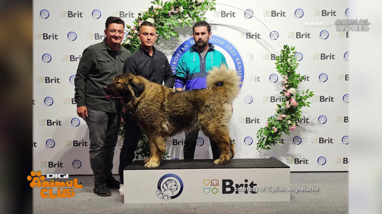 Digi Animal Club Caucazian Ciprian Anghelache 5