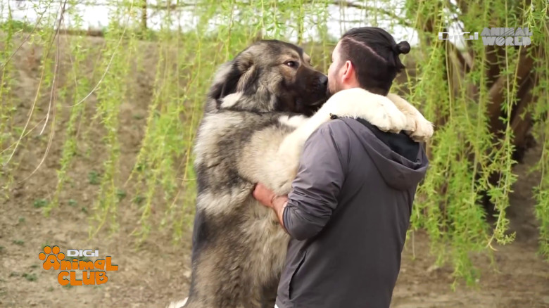 Digi Animal Club Caucazian Ciprian Anghelache 6