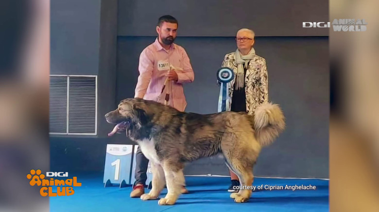 Digi Animal Club Caucazian Ciprian Anghelache 9