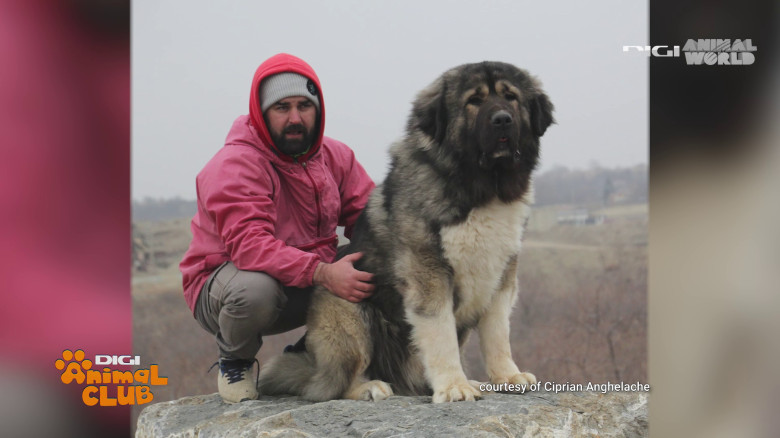 Digi Animal Club Caucazian Ciprian Anghelache 10