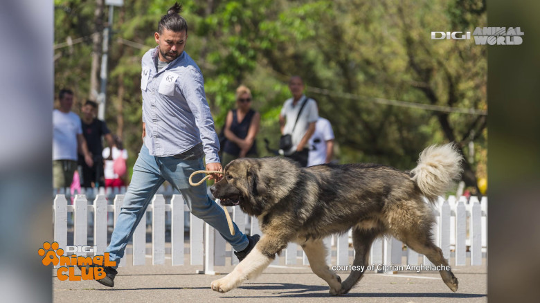 Digi Animal Club Caucazian Ciprian Anghelache 11