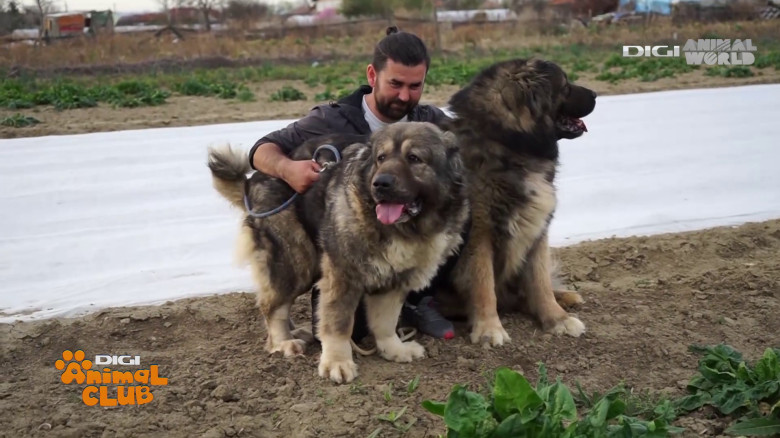 Digi Animal Club Caucazian Ciprian Anghelache 12