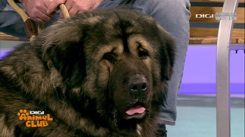 Digi Animal Club Caucazian Ciprian Anghelache 17